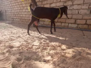 عنز مبدلتش امهجنا عل القبرصي جابت جدي ومات في عمرشهرين عنز حليب كل يوم لتر