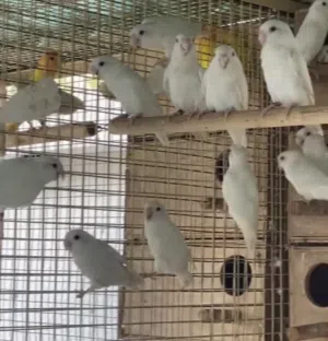 ازواج روز منتجه البينو اللون ابيض و عيون حمراء الزوج
