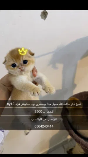 للبيع للحجز سكوتش فولد ذكر ny12