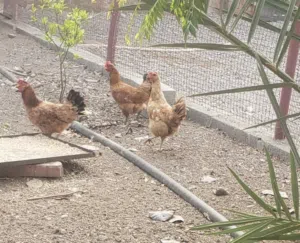 دجاج فرنسي بياض بسعر ممتاز