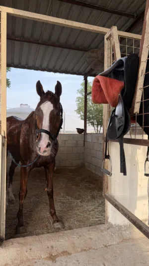 jumping horse - arabian- 15-17 years old - male- PRICE NEGOTIABLE