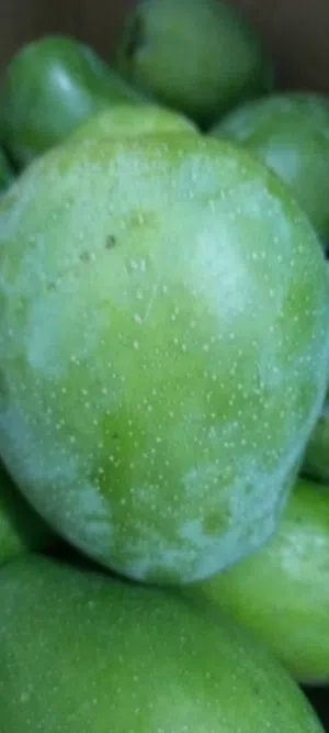 Green omani  mango. 0.600 kg