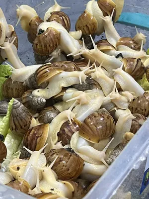 ‏حيوانات وطيور اخرى‏3