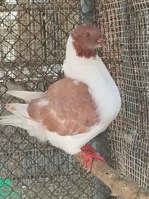 ذكر مدينة للبيع فقط