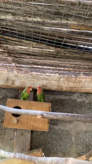 ببغاء الروز