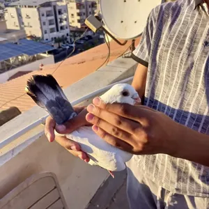 ‏حمام‏0