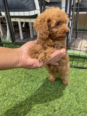Male Poodle Toy  - من أقوي الجراء البودل توي