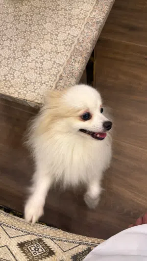 كلب بومرين أنثى لعوبه وتحب الأطفال