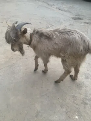 جديد شادي الله يبارك