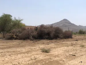 حطب سمر احجام مختلفه  للبيع