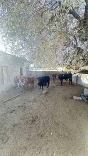 {بيع ثيران وابقار محليه مطعومه بطعام الدار قت وتمر وعلف  الموقع عبري /هجيرمات