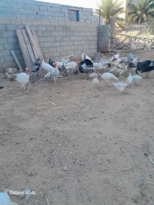 متوفر 14طرف ديك رومي