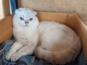 قطه سكوتش جولد بيور عريض شورت هير اليفه صحه ممتازه مطيعه هادئه حنونه تحب الاستحمام قط  ليس للتبني