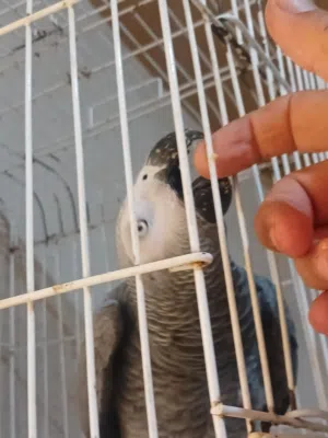 ببغاء زنجيباري