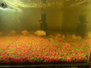 للبيع اسماك و الحوض