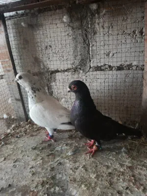 جوز ذبانيات مطاردات ومعهم جوز مخاليف