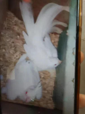 كوكتيل البينو ثوب كامل عين حمرا
