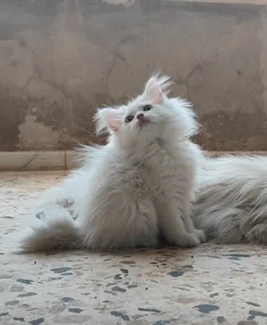 قطط شيرازي