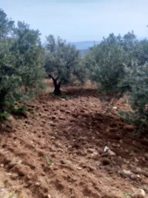 مزرعة زيتون مرتفعة ومشرفة غرب ثغره عصفور
