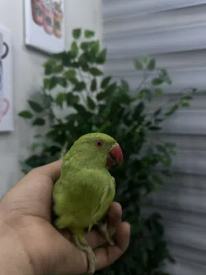 ببغاء دره هندي اليف جدا مع الاطفال والكبار عنده قابليه على تعلم الكلام لعوب جدا