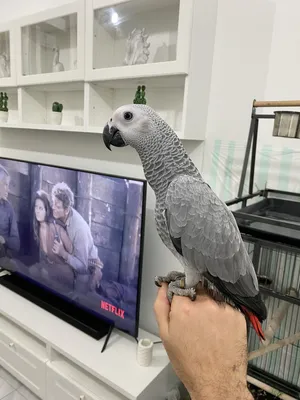 كاسكو ، gray parrot + cage