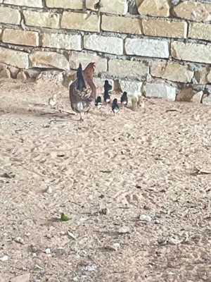 دجاجه للبيع