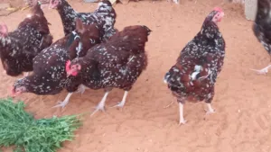 بيض ساسكس زهري