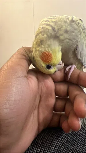 cockatiel tamed 1 year old