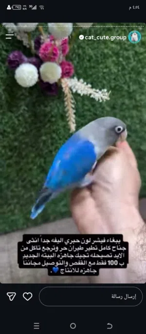 ببغاء فيشر لون حبري