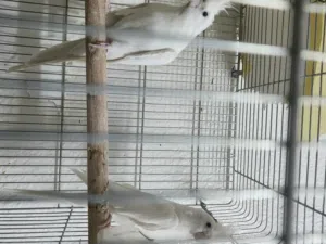 زوج كوكتيل البينو