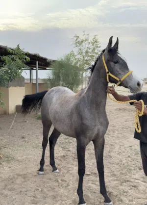 للبيع مهره عربيه