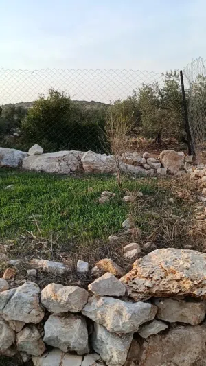 ارض نص دنم سي زراعي