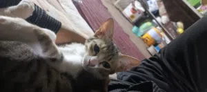 علي 