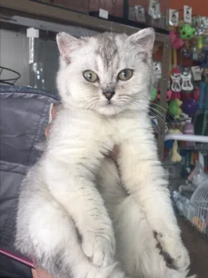 Scottish Fold cat