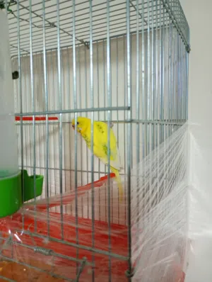 طيور حب شغالات ماشاء الله