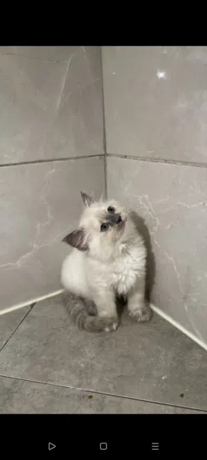 قطط  سكوتش وهيمالايا