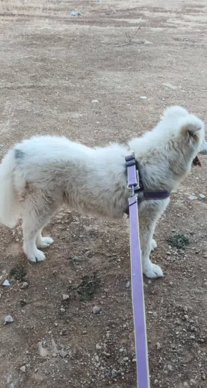 انثا سموايت للبيع عمر خمس شهور