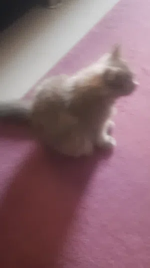 قط للبيع ، نوع سكوتش ( أنثى ) ، سعر البيع 80 ريال ، قابل لتفاوض، عمر القطه 4 أشهر فقط