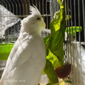 كوكتيل البينو صحه ونظافه