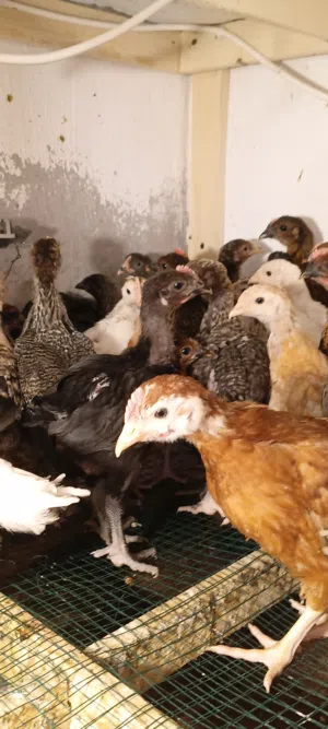 للبيع صوص لوهمان وبلدي واسباني