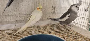 زوج كوكتيل مع ابنهن