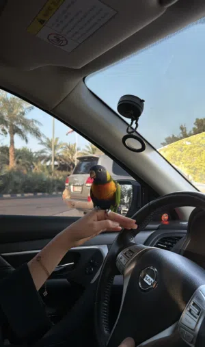طير نوعه رينبو لوري