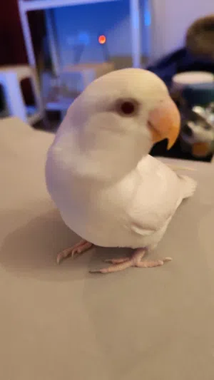 طير حب ألبينو