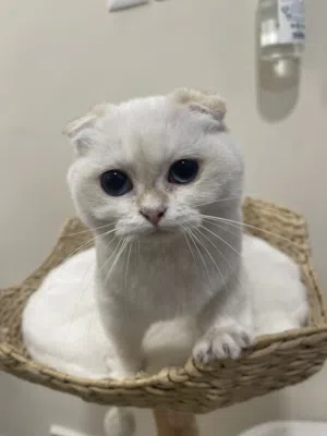 Scottish Fold