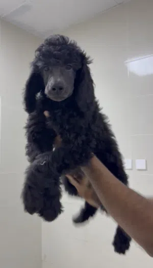 Poodles puppies
