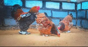 Chickens3