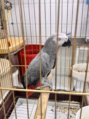 Macow, cosco and sun conure available for sale