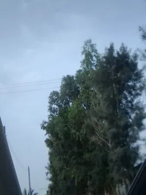 8 خرفان و 17 حولية