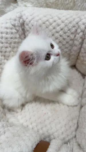 Angora Turkish cat her name is melia