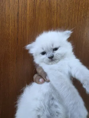 cat for...